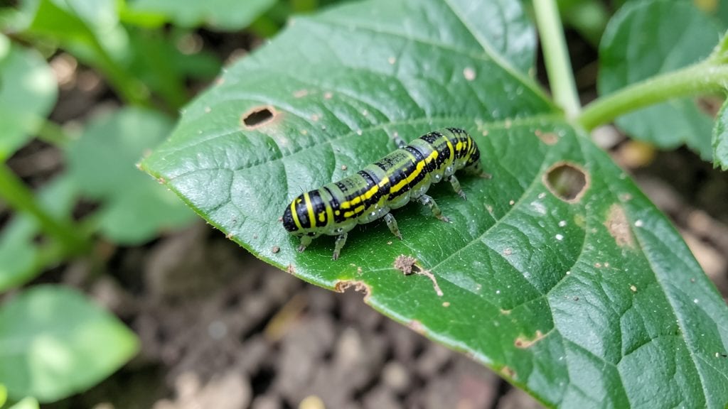 Caterpillars in Garden: Organic Barrier Tricks That Actually Work