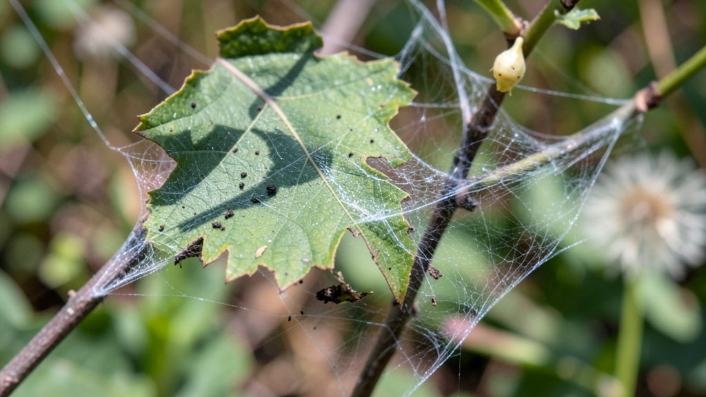 Slug Traps Garden: Humane Snare System for Rodent-Free Yards